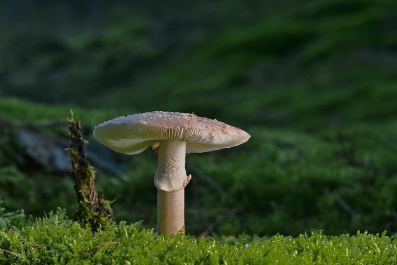 Forest Feast