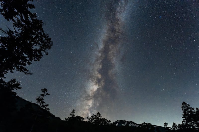 Forest Night Sky